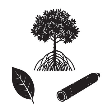 Mangrove tree stilt roots leaf and seed silhouette vector