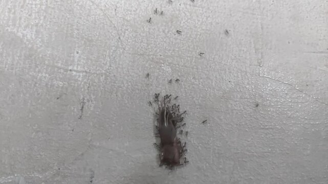 Ants Carrying Dead Mole Cricket (Gryllotalpa sp.) Close Up Natural Behavior