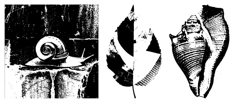 Gritty snail on stone, torn leaf, conch high contrast B&W. Ideal for nautical/edgy branding. Call it garden slug or sea snail whelk/conch in coastal slang. Bold halftones add vintage