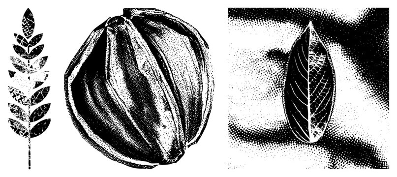 Engraving style nutmeg with halftone leaves earthy, aromatic spice ideal for vintage packaging or herbalist branding.