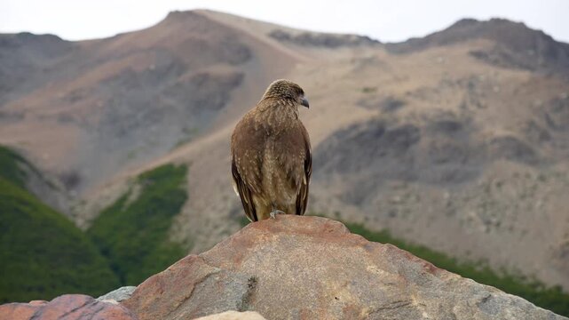 A majestic Chimango Caracara bird of prey perched on a high mountain rock with a blurred background of scenic peaks and wild natural landscape.