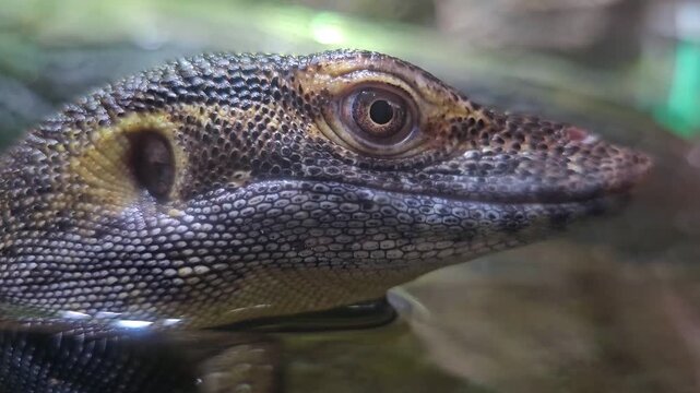 Close up of water lizard head looking around and resting on the water surface