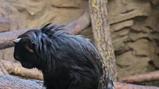 Close up of a gold hand tamarin monkey sitting on a  tree branch and eating a fruit on a cloudy spring day