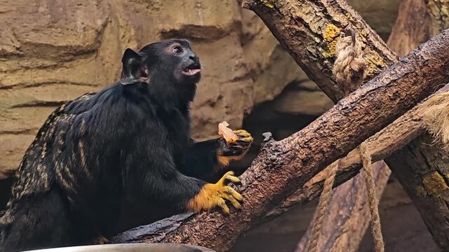 Close up of a gold hand tamarin monkey sitting on a  tree branch and eating a fruit on a cloudy spring day