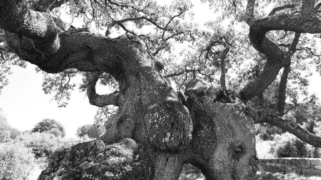 Monumental holm oak in the Castro de La Mesa de Miranda and the La Osera necropolis in Chamartin. Province of Avila. Castile and Le&oacute;n. Spain. Europe