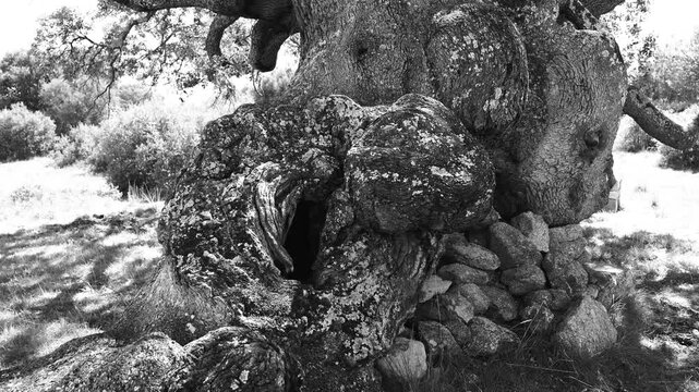 Monumental holm oak in the Castro de La Mesa de Miranda and the La Osera necropolis in Chamartin. Province of Avila. Castile and Le&oacute;n. Spain. Europe