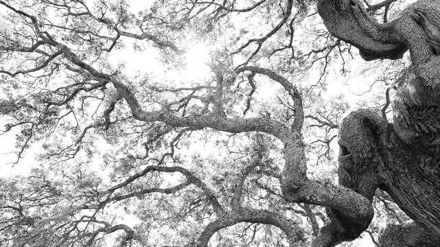 Monumental holm oak in the Castro de La Mesa de Miranda and the La Osera necropolis in Chamartin. Province of Avila. Castile and Le&oacute;n. Spain. Europe