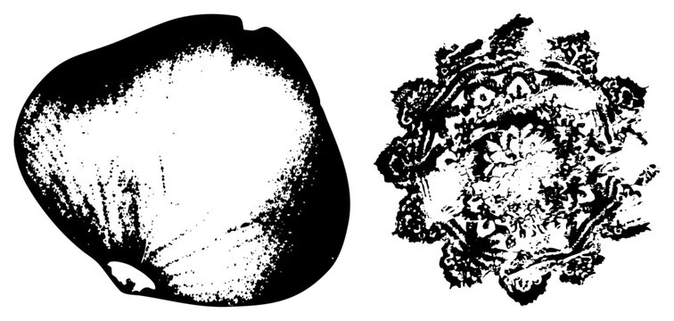 Halftone graphics sleek speckled vs. wild lace. Ideal for coastal branding, beachwear, nautical posters.