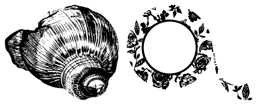 Ink illustration of a sea snail (whelk/conch) with rose wreath frame. engraving style evokes nautical, vintage charm ideal for logos or posters. Folk names add coastal elegance.
