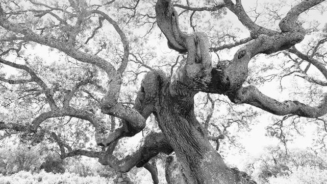Monumental holm oak in the Castro de La Mesa de Miranda and the La Osera necropolis in Chamartin. Province of Avila. Castile and Le&oacute;n. Spain. Europe