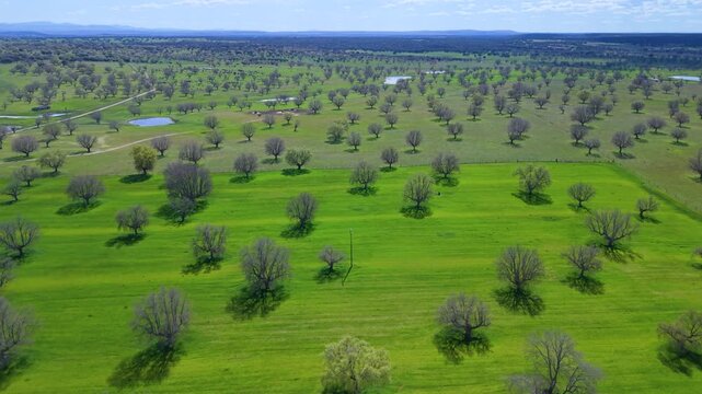Aerial view from a drone of oak and gall oak woodlands in the Campo de Yeltes region of Salamanca province, Castile and Le&oacute;n, Spain, Europe