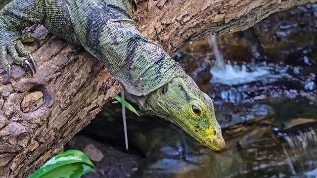 Close up of water lizard head looking around and resting on. a tree log beside a creek.
