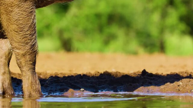 Close up of face of a Common warthog (Phacochoerus africanus) drinking water from a pond, water waves reflections on his body. South African wildlife safari. 