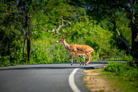 Chital also called spotted deer and axis deer