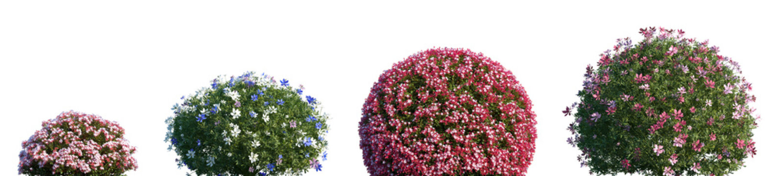 Set of Glossy Abelia and Nigella damascena flowering frontal isolated png on a transparent background perfectly cutout high resolution