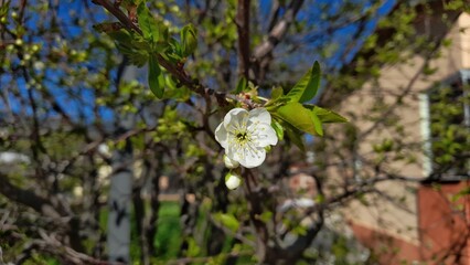 Fototapeta premium Close-up of white cherry blossom flower on a branch with green leaves against a sunny blue sky background.