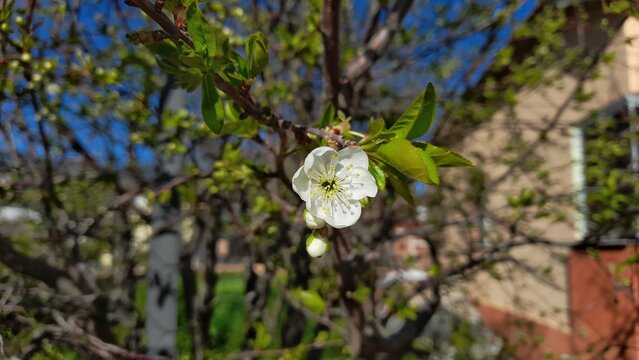 Close-up of white cherry blossom flower on a branch with green leaves against a sunny blue sky background."