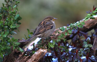 Fototapeta premium White-throated Sparrow