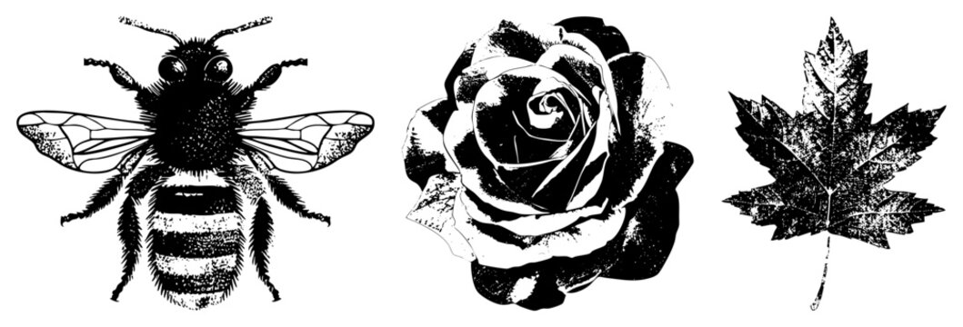 Busy bee hovers near a blooming rose beside a crisp maple leaf rendered in with halftone texture for vintage, logo ready appeal.
