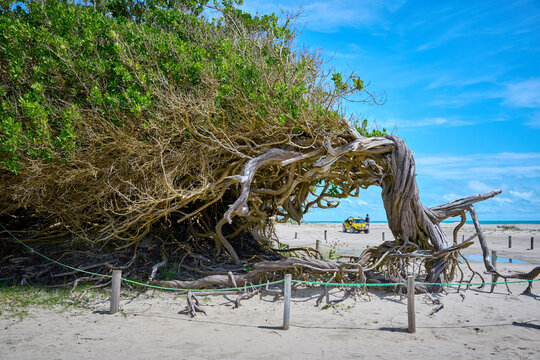 &Aacute;rvore da Pregui&ccedil;a, Jericoacoara, Cear&aacute;.