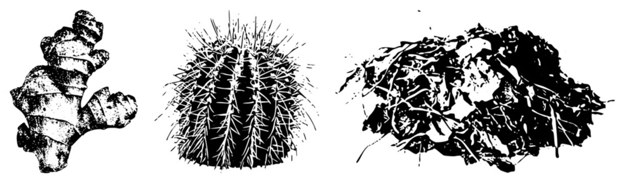 botanical cutouts ginger, barrel cactus, leafy greens with bold & halftones. Rustic graphic style for or wellness branding.
