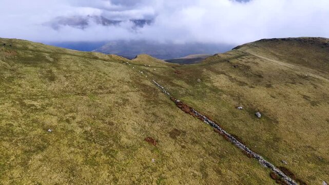 Sheep on Hill Moel Eilio Snowdonia Wales 4K
