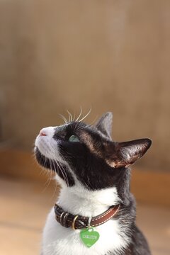 Retrato de gato de perfil
