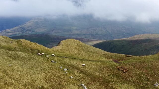 Sheep on Hill Moel Eilio Snowdonia Wales 4K