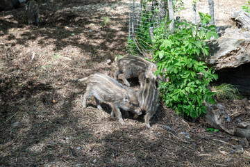 Adult wild boar with piglets searching for food among pine needles and rocks in woodland habitat. © Andrei Tomas
