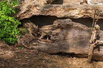 Two young wild boars nestled inside a fallen tree trunk in forest habitat. © Andrei Tomas