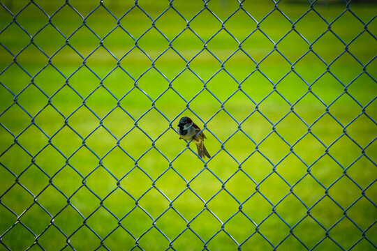Small bird sitting on chain link fence with green background