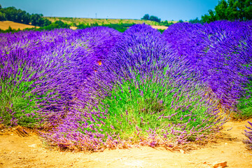 bright Lavender field rows with summer blue sky close up, France © neirfy