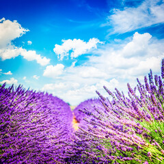fresh Lavender field with summer blue sky close up with copy space on sky background, France, retro toned © neirfy