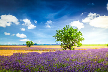 Lavender field and tree with summer dark blue sky, France, retro toned © neirfy