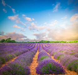 Lavender flowers field rows at summer sunset, Provence, France © neirfy