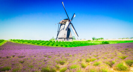 Lavender blooming field hill with summer blue sky, windmill in background, France © neirfy