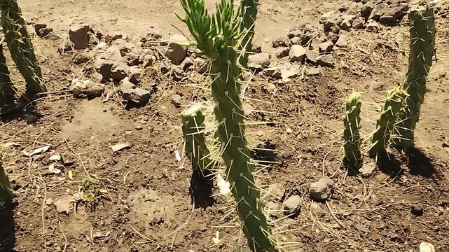 Grupo de c&aacute;tus con decoraci&oacute;n de piedras en la tierra. Desplazamiento horizontal.