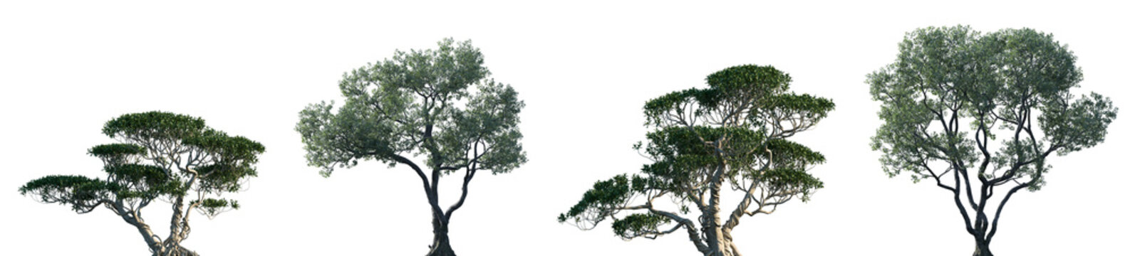 Set of Ficus concinna and Ficus microcarpa frontal set street trees isolated png on a transparent background perfectly cutout