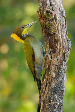 Greater Yellownape woodpecker (Chrysophlegma flavinucha) perched on a tree trunk in its natural forest habitat, vibrant yellow crest and olive plumage, India.