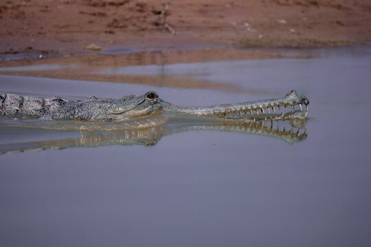 Critically endangered male Gharial (Gavialis gangeticus) with a prominent ghara on its snout swimming in a river, India.