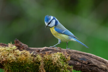 Eurasian Blue Tit (Cyanistes caeruleus) perched on a mossy tree branch against a soft green forest background. © Miroslav Srb