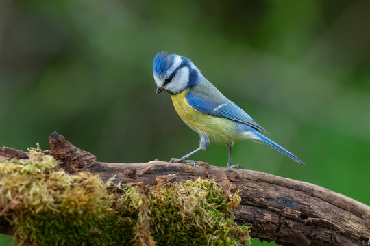 Eurasian Blue Tit (Cyanistes caeruleus) perched on a mossy tree branch against a soft green forest background.