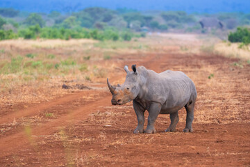 White Rhinoceroses (Ceratotherium simum) on a dirt road in the African savanna, endangered wildlife in Kenya. © Miroslav Srb