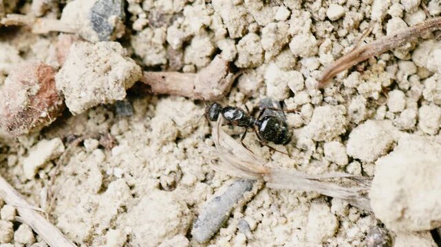 Black ant and small beetles on dry sandy soil. Close up of sea shells embedded in ground. Natural textures of earth, insects in habitat, macro biology and paleontological details.