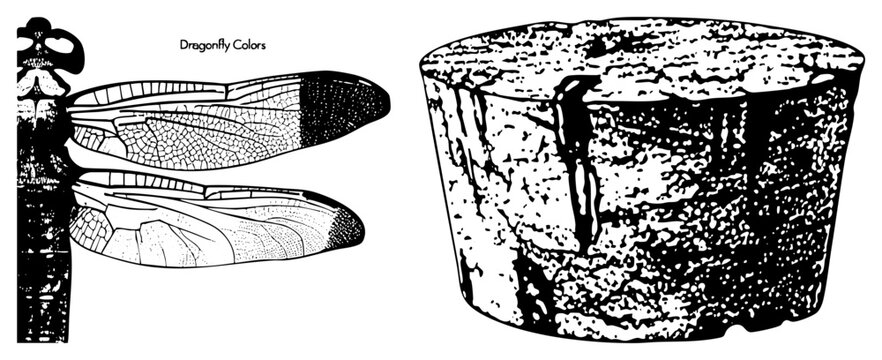 Black and white halftone sketch of a labeled &ldquo;Dragonfly &rdquo; wing beside a rough cylinder. Stylized vector art ideal for education or nature branding call it darning or devil&rsquo;s darning n