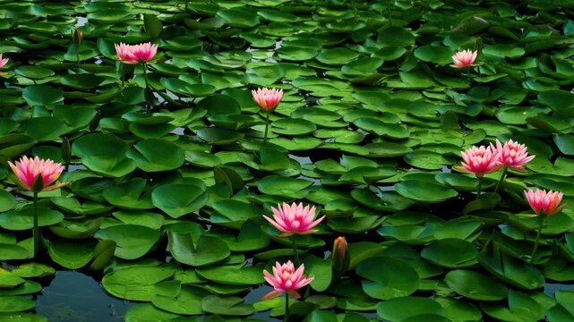 Pink Water Lilies Blooming Among Green Lily Pads in Pond