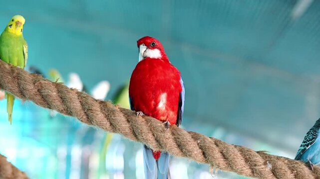 Crimson Rosella and budgerigars in professional breeding nursery. Parrots perched on rope in specialized aviary, aviculture and captive breeding concept, vibrant tropical birds rearing, caring