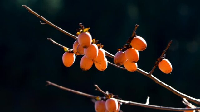 Ripe orange persimmons hanging on a sunlit tree branch