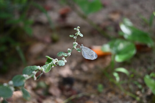 View of a Psyche butterfly perched on the flowers of a mountain knotgrass plant