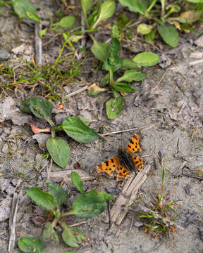 Comma butterfly polygonia c album on dry soil vertical view